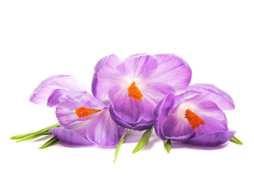 春天的鮮花