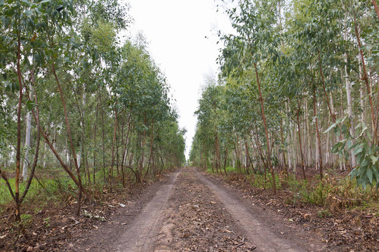 桉樹(shù)人工林