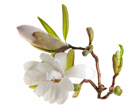 木蘭花
