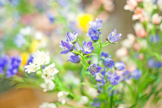 塑料花；野菊花