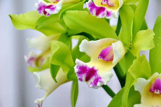 白蘭花