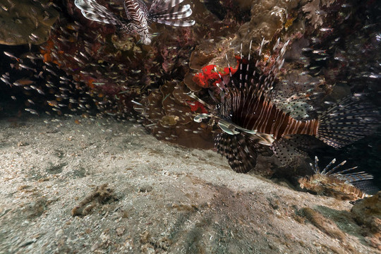 獅子魚（Pterois英里）在紅海的狩獵。