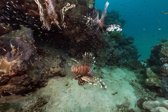 狮子鱼（Pterois英里）在红海的狩猎。