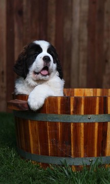 可愛的Saint Bernard Pups