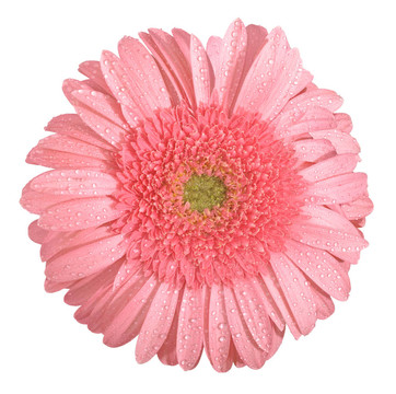 粉色非洲菊花卉隔離