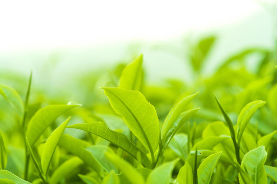 茶葉