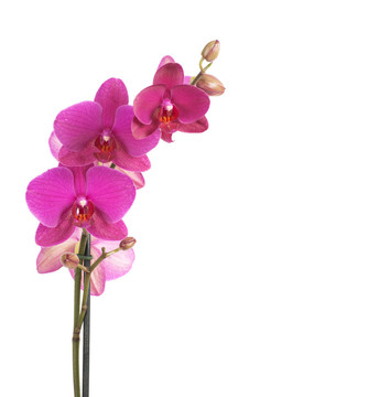 蘭花