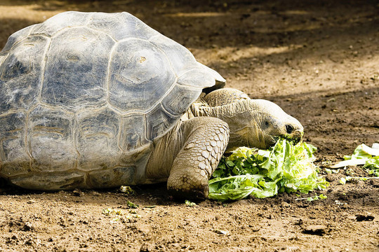 Galapagos龜
