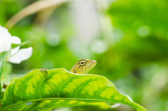 綠色蜥蜴