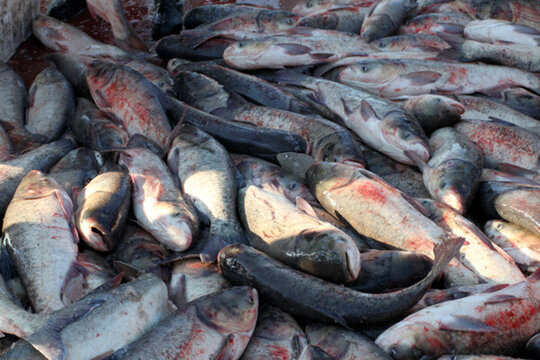 捕魚 TIF格式