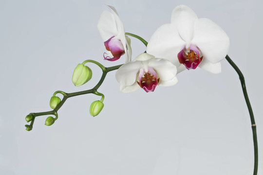 白蘭花