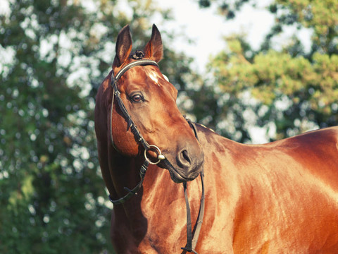 美麗的prizer Trakehner種馬