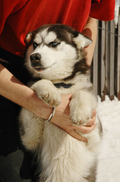 西伯利亞雪橇犬