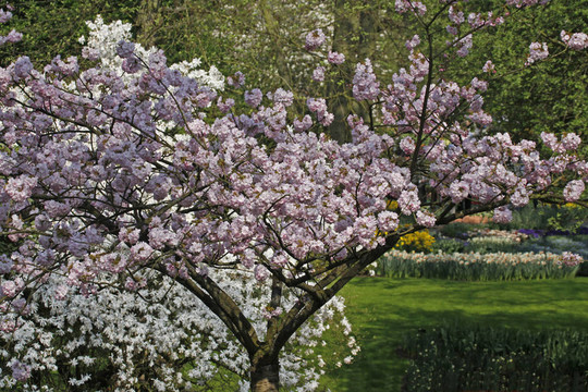 春天開(kāi)花的櫻花樹(shù)