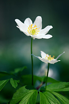 春天的花朵