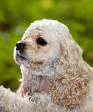 美國可卡犬（1；5年）