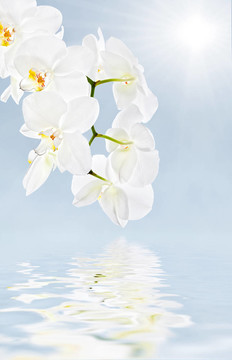 柔軟的花朵背景