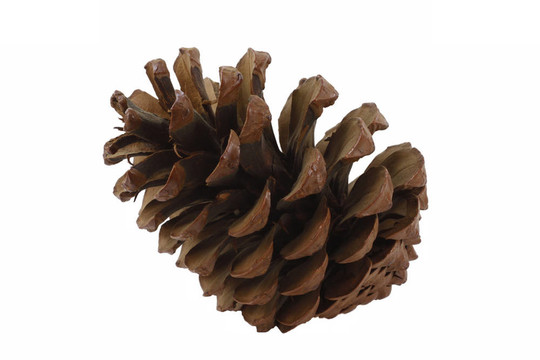 松樹的球果；德國(guó)的Pinus