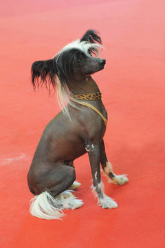 中國(guó)冠毛犬