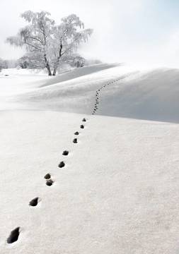 雪中的腳印