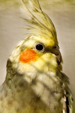 鸚鵡（Nymphicus hollandicus）