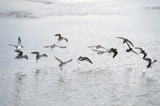 鳥兒在海灘上飛翔