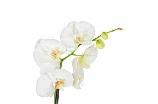 白蘭花