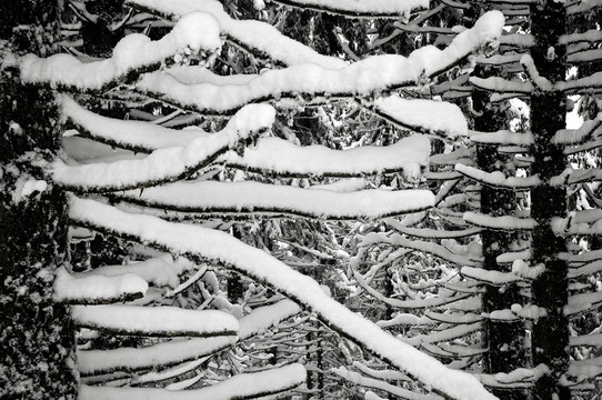 白雪覆蓋的云杉