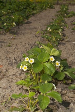 Strawberry bush綻放