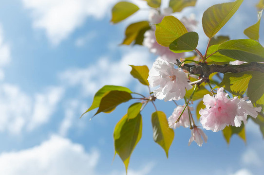 櫻花