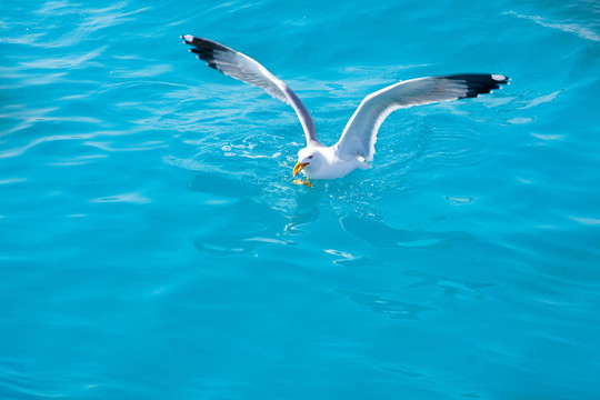 海上海鷗