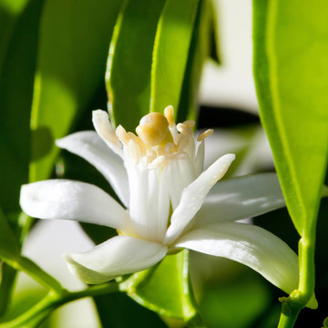 春天的花橙花授粉