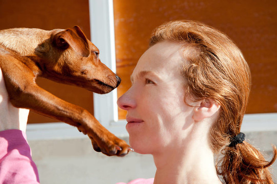 布朗迷你杜賓犬的狗主人和紅發(fā)