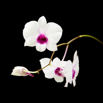 美麗的白色dentrobium蘭花，暗紫色的中心；孤立在黑色的背景；