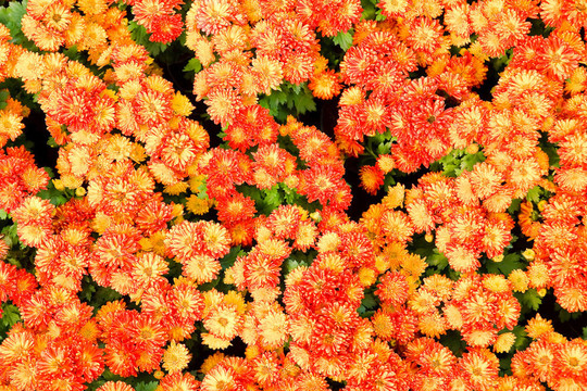 橙色金盞花