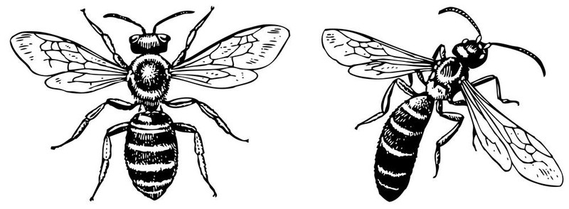 汗蜂隧蜂屬