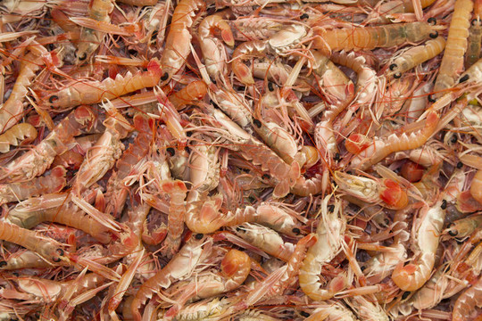 鮮蝦kvarner
