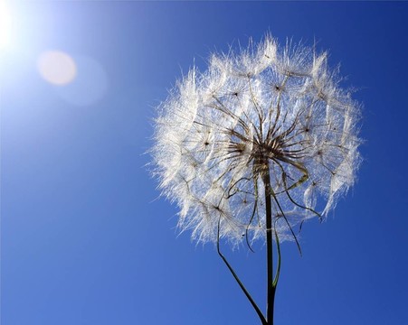 蒲公英準(zhǔn)備飛翔