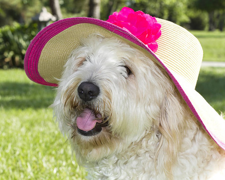SunHat金色的涂鴉