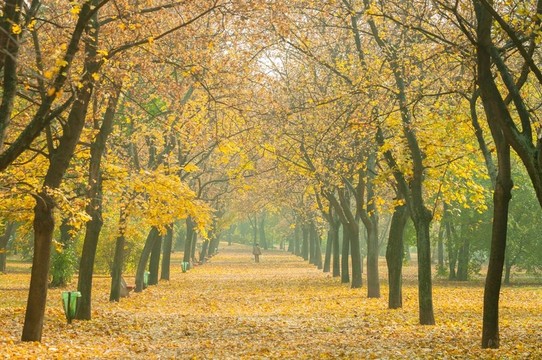 秋天的公園道路