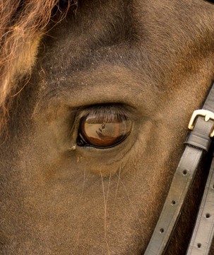 Oog van paard；馬眼