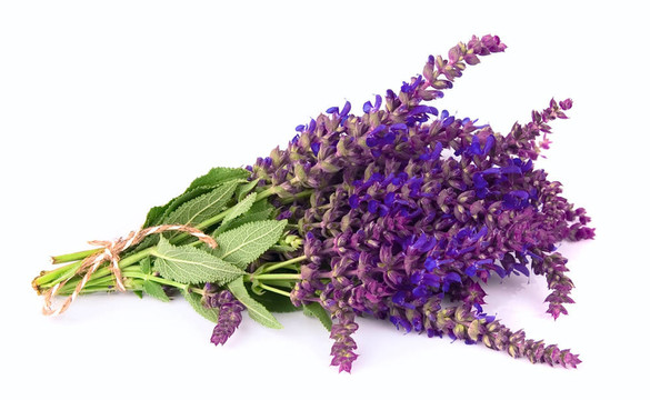 芬芳的薰衣草