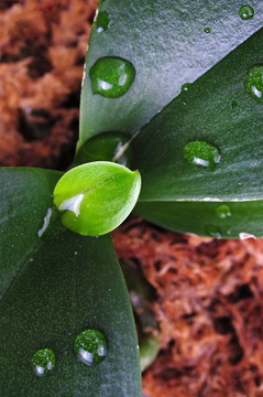宏植物和水滴