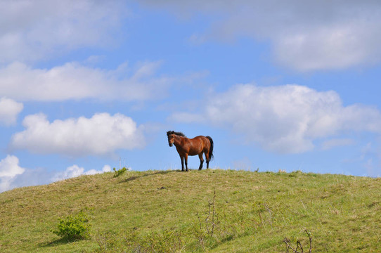 小山上的馬