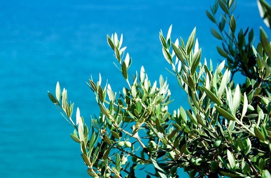 克里特島的財(cái)富。