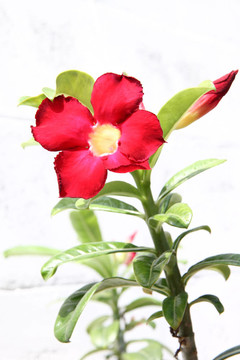紅斑羚百合花在白墻前。
