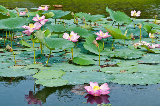圣蓮花活化石