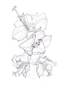 木槿花