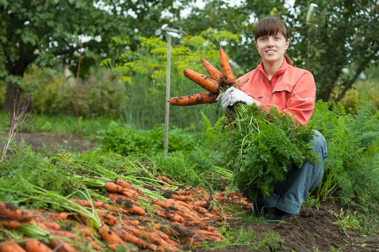 女人與carrot harvest