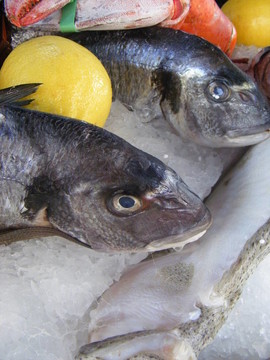 魚